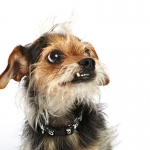 World's Ugliest Dog Contest 2012 - Morris | Kira Stackhouse Photography