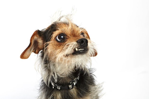 World's Ugliest Dog Contest 2012 - Morris | Kira Stackhouse Photography