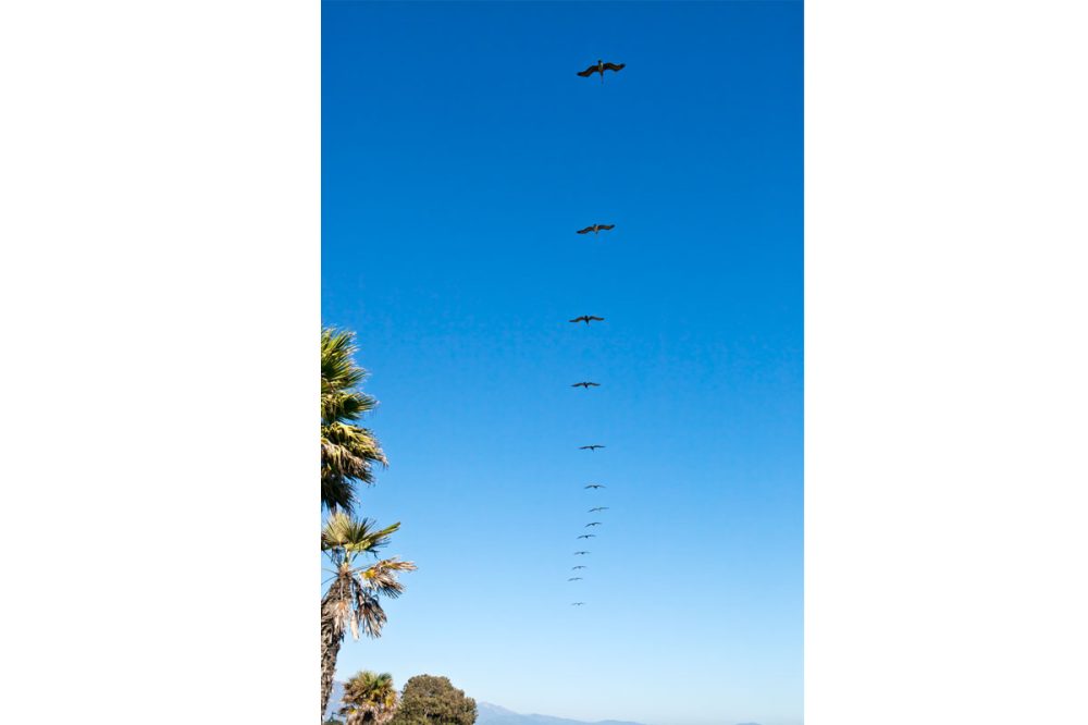 Brown Pelicans in Flight | Kira Stackhouse Photographer