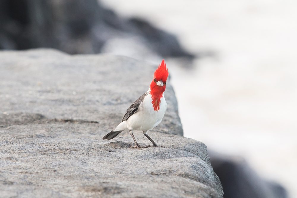 Red Crested Cardinal - Hawaii | Kira Stackhouse Photography