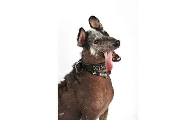 World's Ugliest Dog Contest 2012 - Reggie | Kira Stackhouse Photography