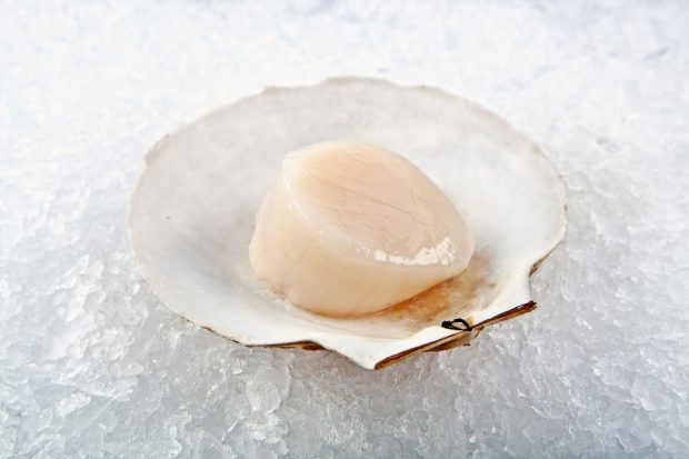 Scallop - Royal Hawaiian Seafood | Kira Stackhouse Photography