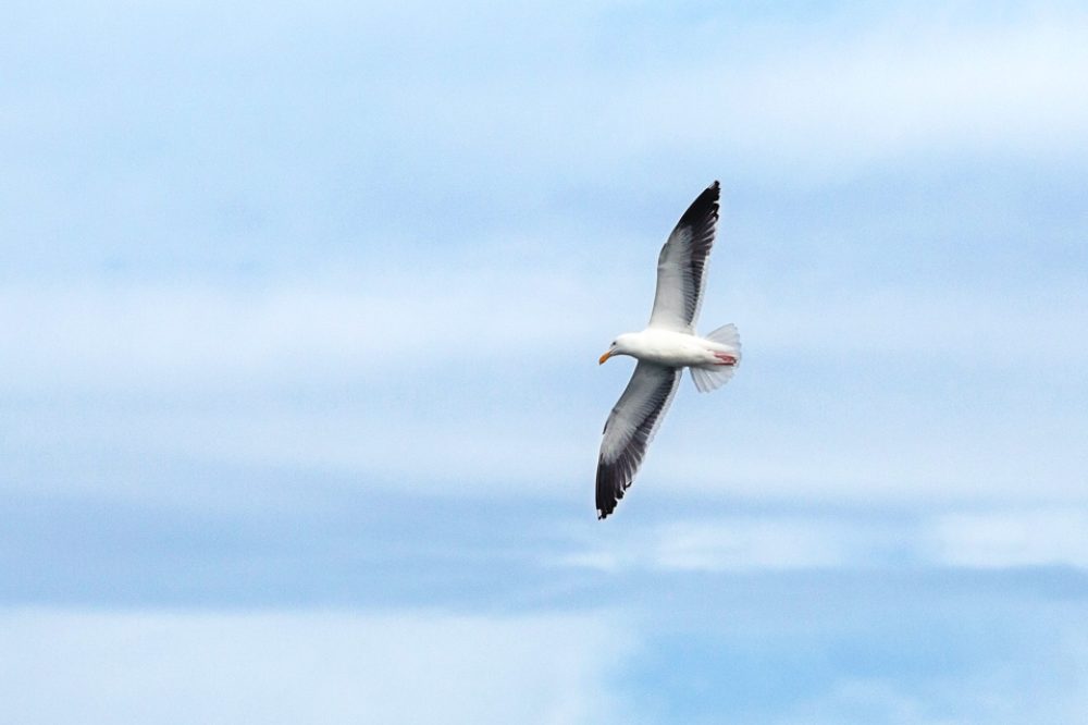 sea gull in flight