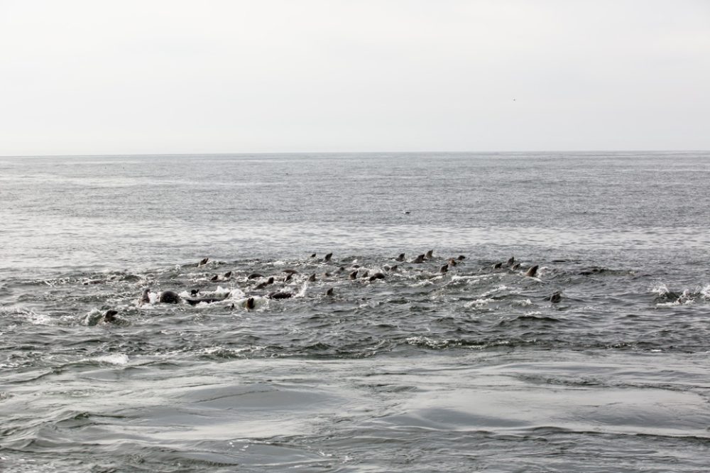 sea lion raft