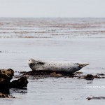 Habor Seal - Monterey Bay | Kira Stackhouse Wildlife Photographer