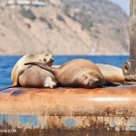 California Sea Lions - Catalina Island | Kira Stackhouse Photography