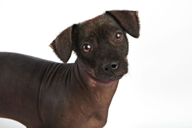 World's Ugliest Dog Contest 2012 - Sol | Kira Stackhouse Photography