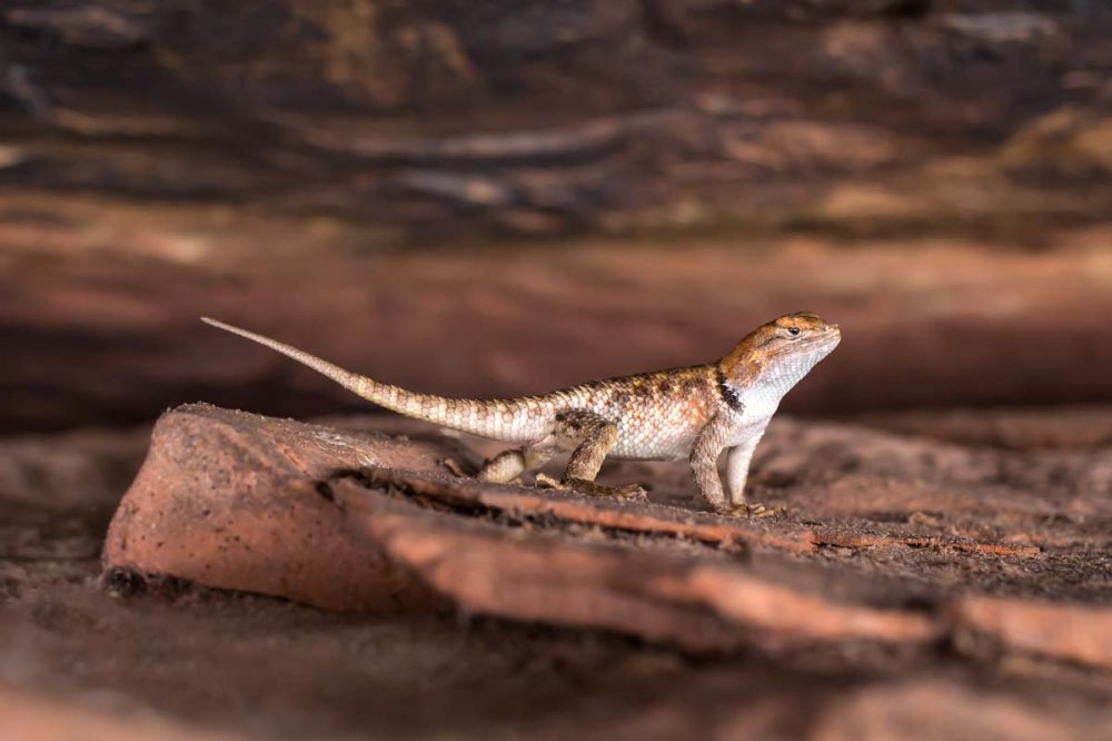Spiny Lizard - Grand Canyon | Kira Stackhouse Photographer