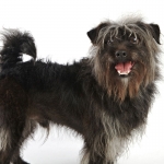 World's Ugliest Dog Contest 2012 - Taz | Kira Stackhouse Photography