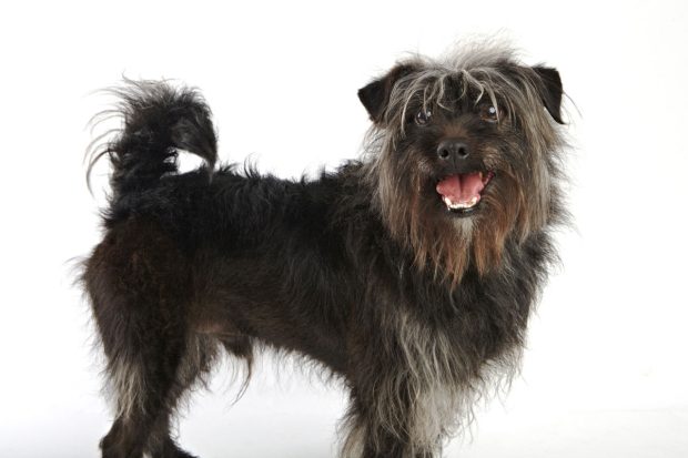 World's Ugliest Dog Contest 2012 - Taz | Kira Stackhouse Photography