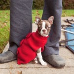 Boston Terrier Puppy - Penelope | Kira Stackhouse Photography