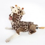 Giraffe Costume for Dogs - Penny the Boston Terrier | Kira Stackhouse