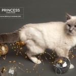 Commercial Cat Photographer - Berkeley Humane | Kira Stackhouse Photography