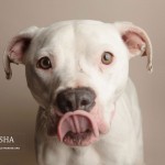 Professional Animal Photographer - Berkeley Humane | Kira Stackhouse