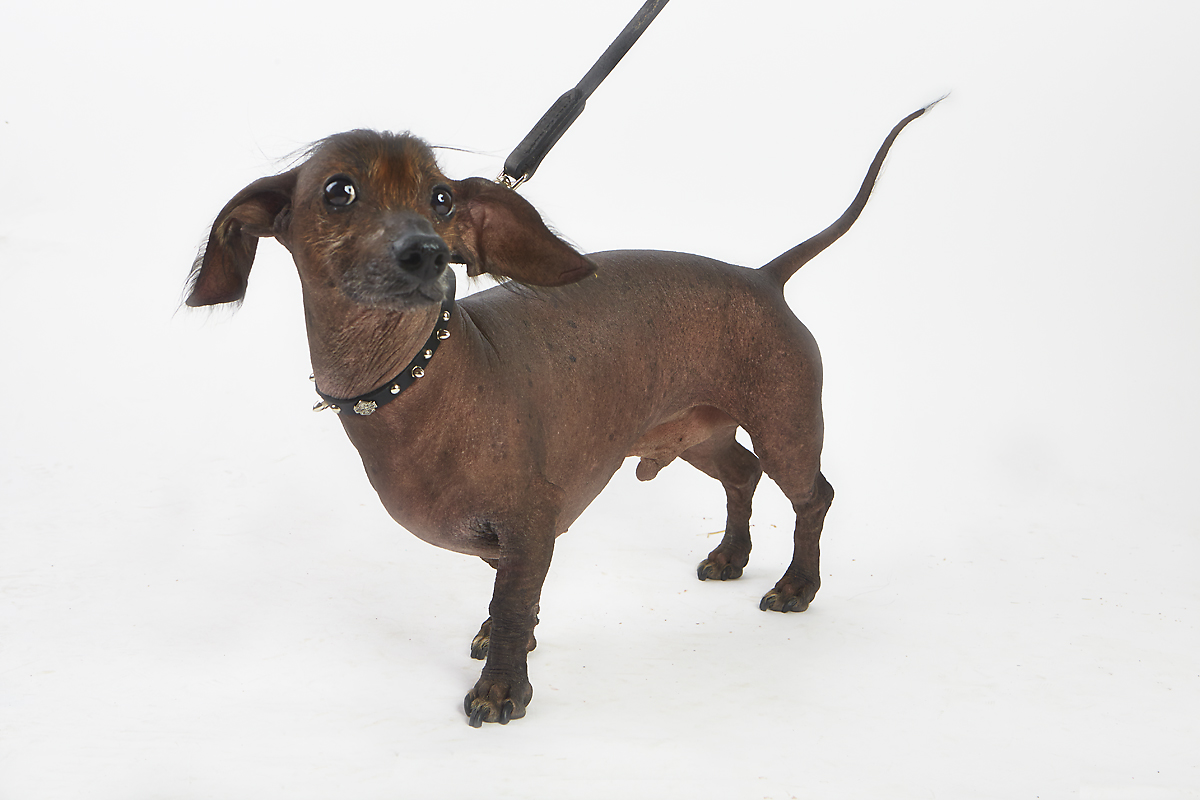 25th Annual World s Ugliest Dog Contest At Sonoma Marin Fair KIRA 25th-annual-world-s-ugliest-dog-contest-at-sonoma-marin-fair-kira